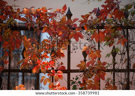 Iron fence enlaced with wild grape vine liana with red beautiful leaves ornamental decoration floral wallpaper autumn season outdoor on background of building, horizontal picture