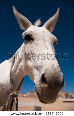 White donkey in the Syrian desert before the war. Photo taken: October 10, 2010