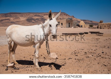 White donkey in the Syrian desert before the war. Photo taken: October 10, 2010