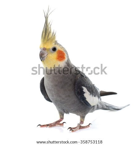 adult gray Cockatiel in front of white background Royalty-Free Stock Photo #358753118
