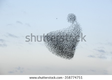 Hunting the starlings Royalty-Free Stock Photo #358774751