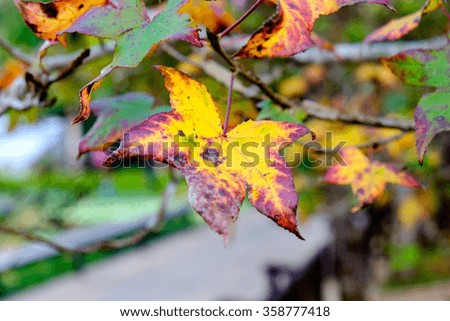 Maple single dry sear leaf beautiful on branch tree