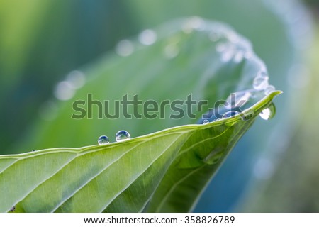 Dew on Hosta; Leaf & 2 drops centered on lower left intersection of "rule of thirds" in Focus draws the eye. Using shallow depth of field, rim of leaf takes eye across and up image and out of focus.