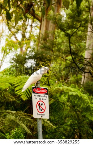 Australia. The State Of Victoria. Parrot cockatoo. The rules of conduct.
