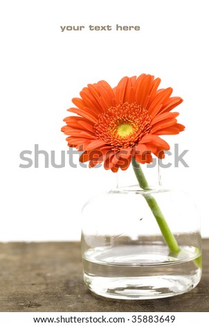 Flower in vase (SPA concept) (with sample text)
