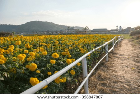 Marigold fields