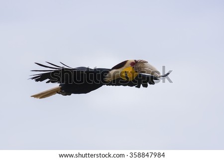 Wreathed hornbill male flying in the nature.