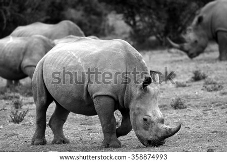A group of white rhino / rhinoceros congregate to graze together in this photo taken on safari in South Africa.