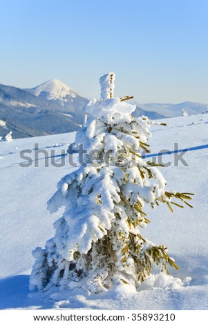 Small rime and snow covered spruce tree on winter mountain background