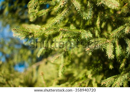 The picture of green fir trees in the cold winter morning at the beginning of January. The yellow sunlight descends on prickly green branches. The shadows of the branches are falling one over another.