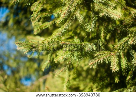 The picture of green fir trees in the cold winter morning at the beginning of January. The yellow sunlight descends on prickly green branches. The shadows of the branches are falling one over another.