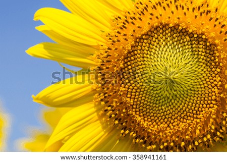 The zoom-in picture of sunflower.