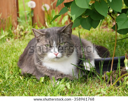 Beautiful grey cat laying in grass close-up