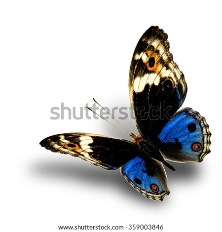 Blue Pansy (Junonia orithya) the beautiful flying blue butterfly with nice soft shadow beneath on white background