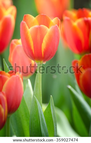 beautiful bouquet of tulips, tulips in spring