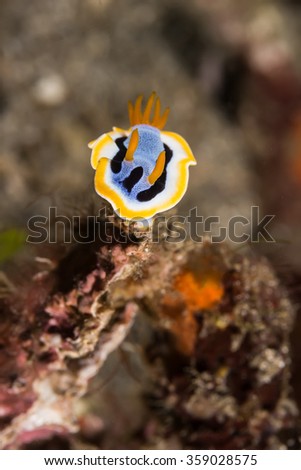 Underwater picture of Chromodoris annae Nudibranch Sea Slug