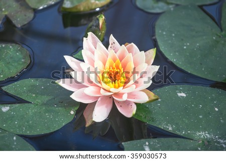 Beautiful lotus blooms in the pond.
