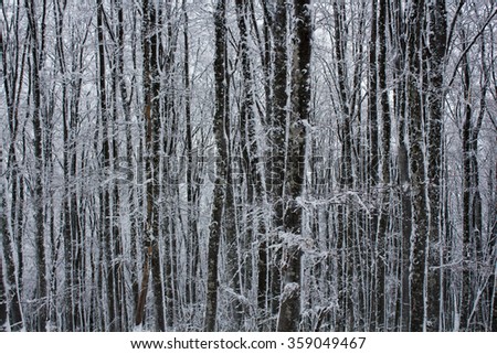 Trees in winter under a lot of snow