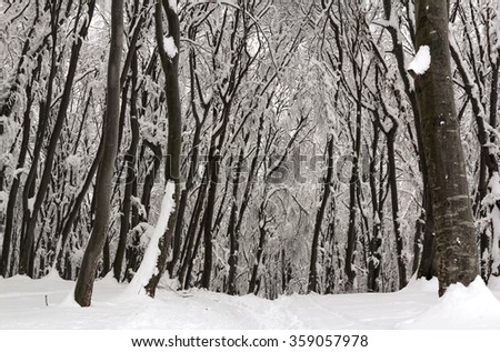 Fairy tale forest path under heavy snow