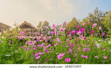 image of Group of Purple cosmos flower in the field for background usage.