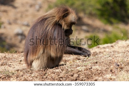 African baboon in Ethiopia
