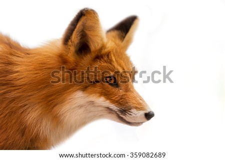 Head of Red Fox Isolated on White / Close up of a red fox isolated on white background