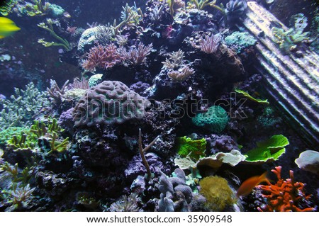 Underwater photo of tropical coral reef