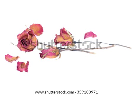 Withered roses and petals scattered on white background.

