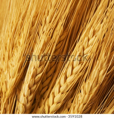 Close up of wheat nice detail background Royalty-Free Stock Photo #3591028