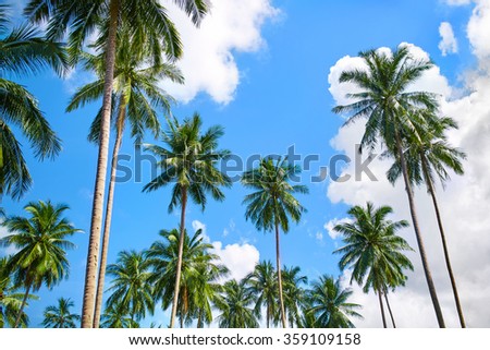 Nature And Tropical Trees. Branches Of Coconut  Palms Under Blue Sky, Beautiful Background.