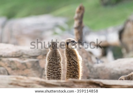 Alert South African meerkats  standing on guard (Suricate)