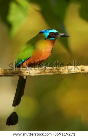 Trinidad Motmot Momotus bahamensis perched on branch. Vertical picture,side view,blurred orange, green forest background.Nice bokeh,rufous chest,blue-crowned head,big beak,long tail. Island Tobago.
