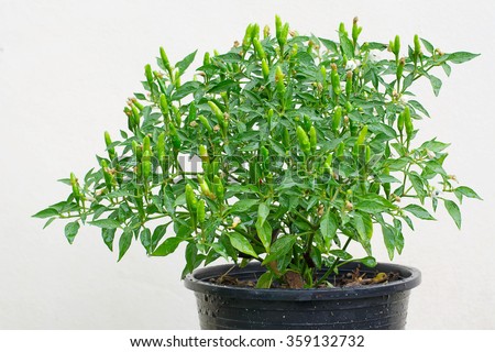 green chili pepper plant in pot isolated on white background