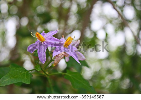 Purple flower and background