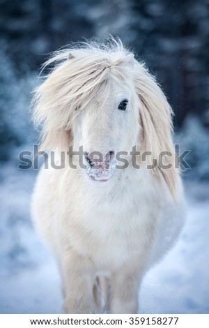 Portrait of white shetland pony with long mane in winter