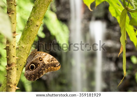 brown owl butterfly sitting on trunk with waterfall in the background