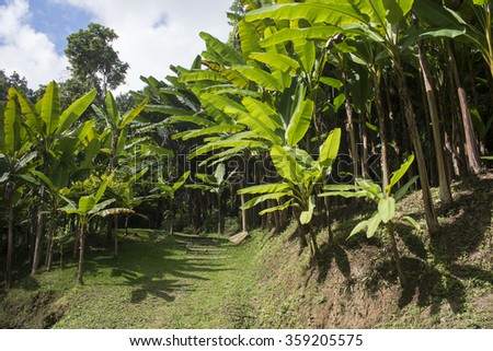 Chiang Mai, Thailand - Sep.14, 2015: Nature in the jungle