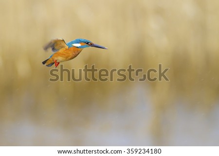 Kingfisher hovering. Common Kingfisher. Yellow nature background.