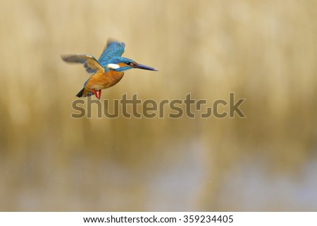 Kingfisher hovering. Common Kingfisher. Yellow nature background.