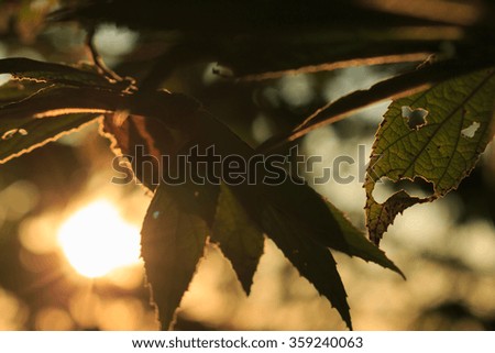 sunset through leaves nature background