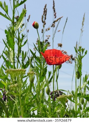 red poppy flower on meadow