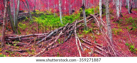 Hurricane strong wind in the beech forest. Centenary beeches broken  weather are a sign of danger in the extreme strong wind in the wild nature of the ancient Ukrainian Carpathians