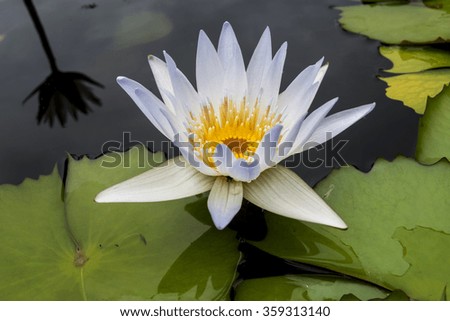 Chiang Mai, Thailand - Sep.22, 2015: Lotus