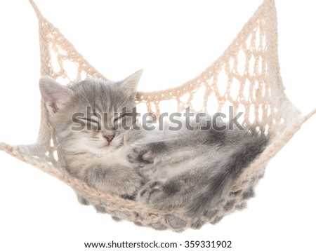 Cute striated kitten sleeping in hammock on a white background.