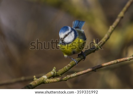 A bluetit (Parus caeruleus) is sitting on a branch