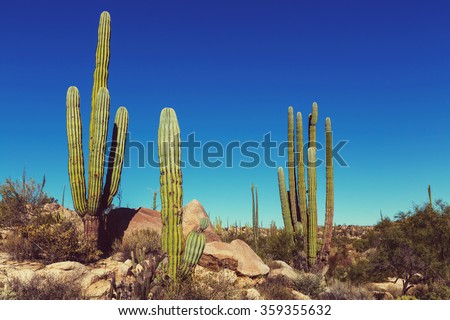 Cactus fields in Mexico,Baja California Royalty-Free Stock Photo #359355632