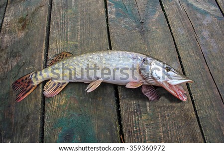 pike fish caught
