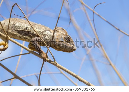 Brown Chameleon hiding on in Madagascar