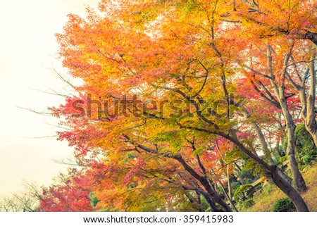 Beautiful Colorful Autumn Leaves ( Filtered image processed vintage effect. )