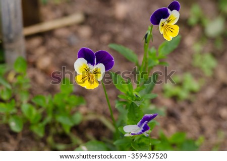 Closeup of tricolor viola flowers.